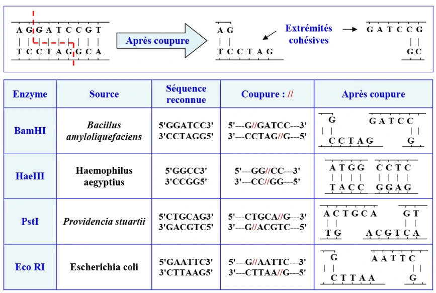 Le génie génétique: Principes et techniques